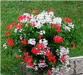 Pelargonije